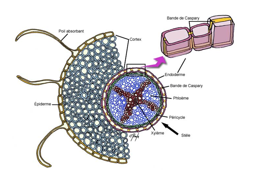 II2 Fig40