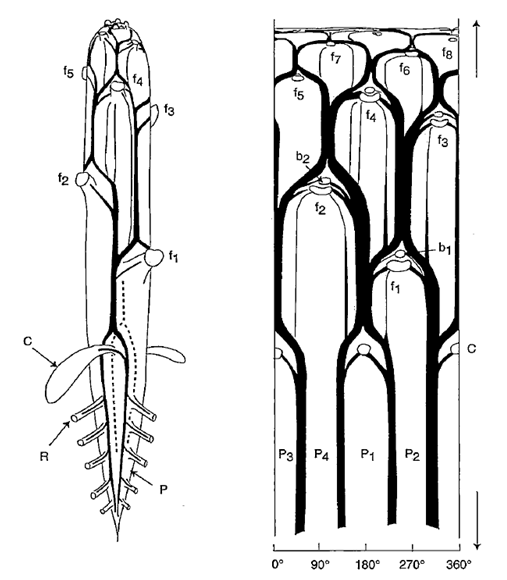 II2 Fig41