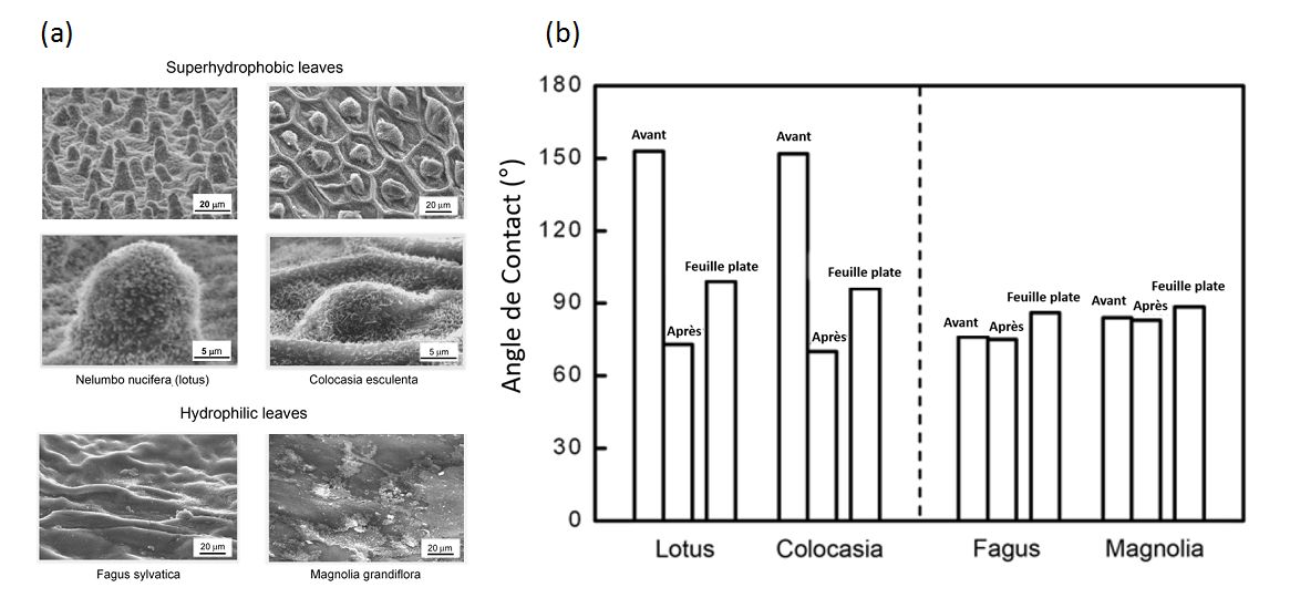 I.3. Fig 12