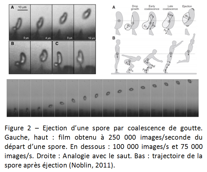 I.3 Fig2